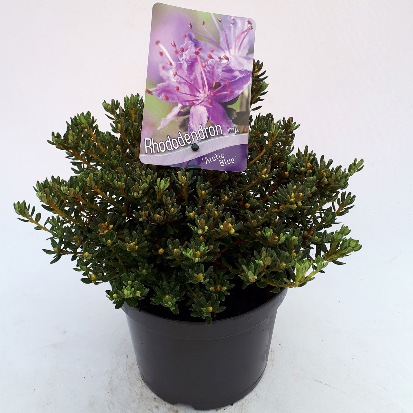 Rhododendron Imp Arctic Blue Van Acht Potcultures