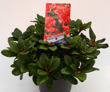Terug in ons assortiment: Rhododendron (R) “Scarlet Wonder” C3!